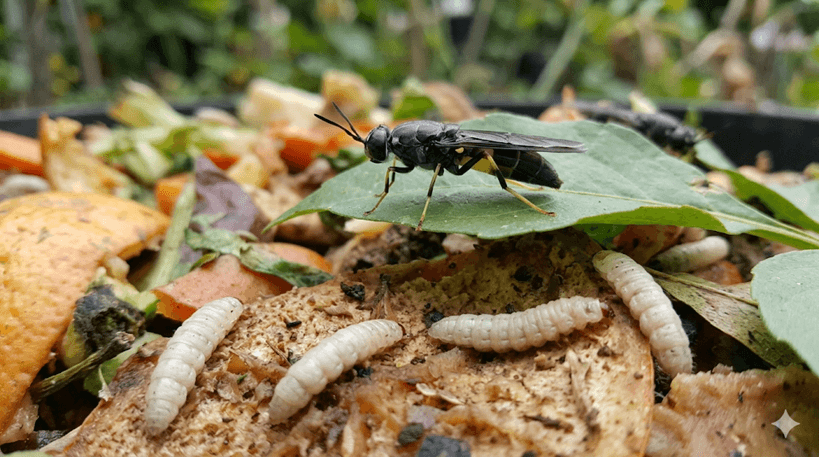 Soldier Fly